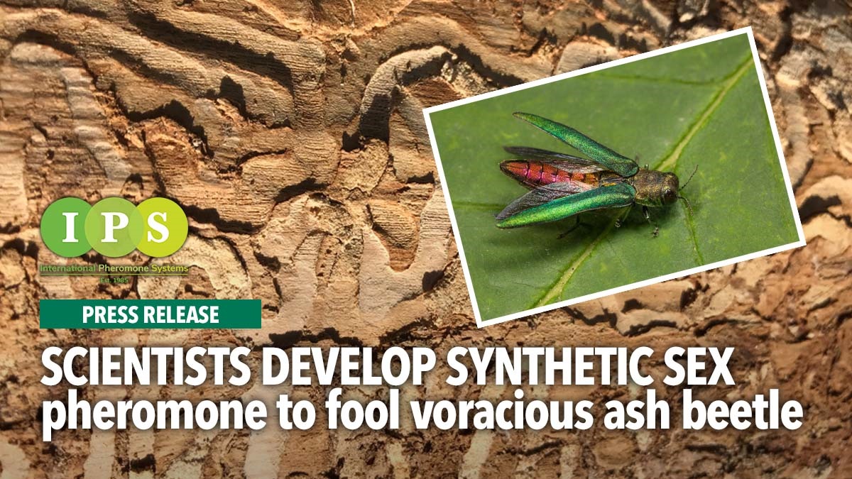 scientistsdevelopsyntheticsexphermoneips scientistsdevelopsyntheticsexphermoneips